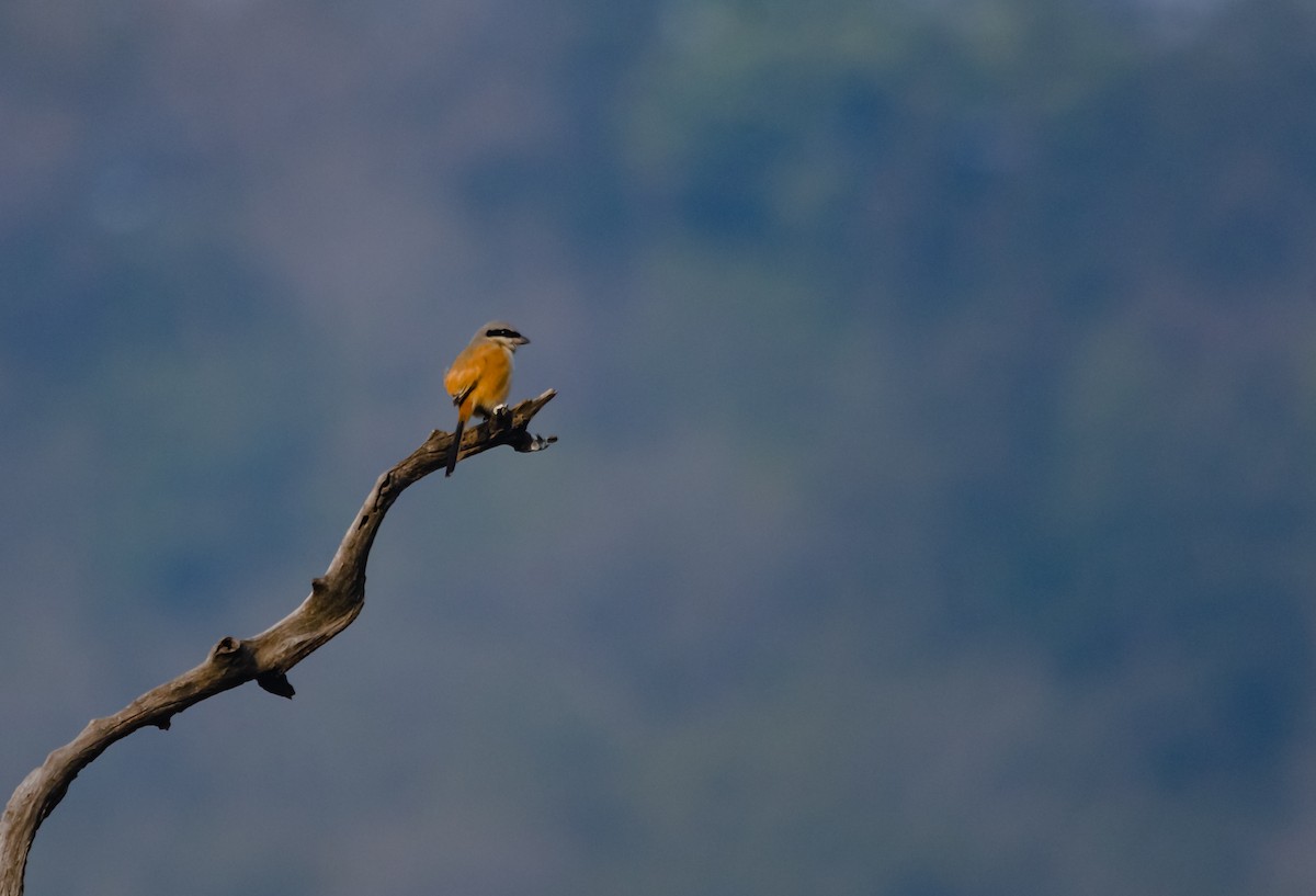 Long-tailed Shrike - Arun Raghuraman