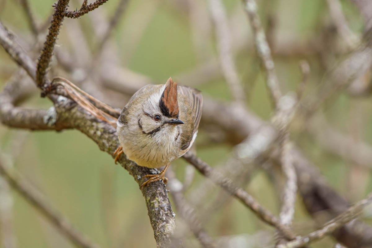 Taiwan Yuhina - ML617350765