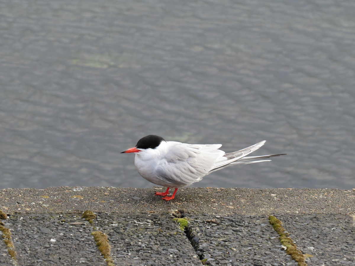 Common Tern - ML617350777