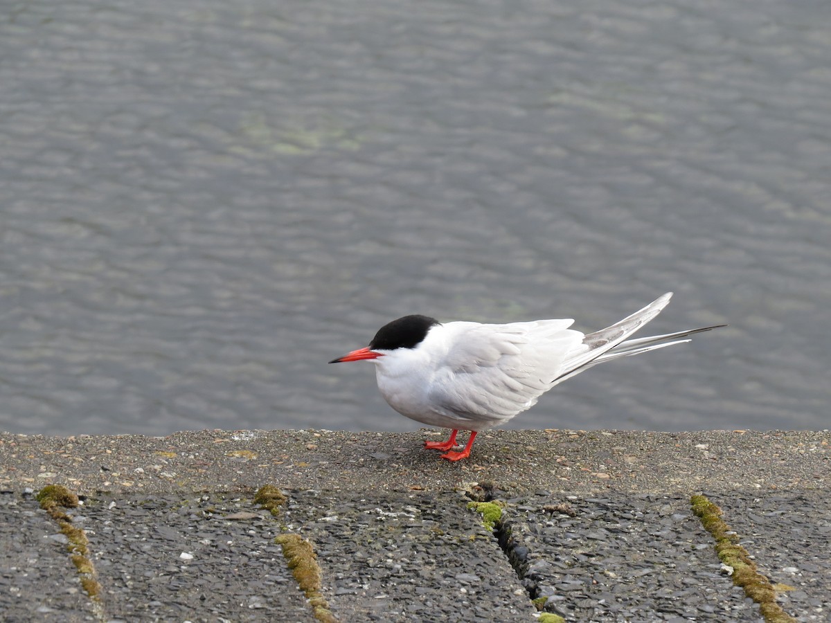 Common Tern - ML617350778