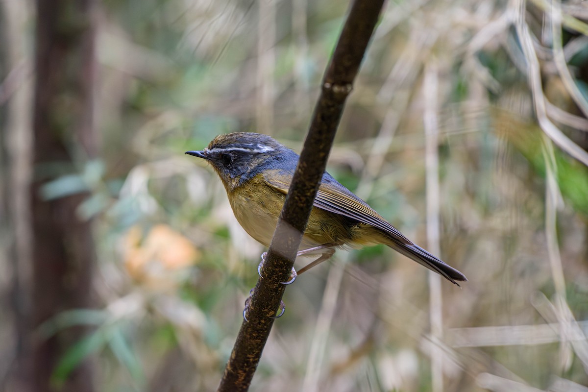 White-browed Bush-Robin (Taiwan) - ML617350786