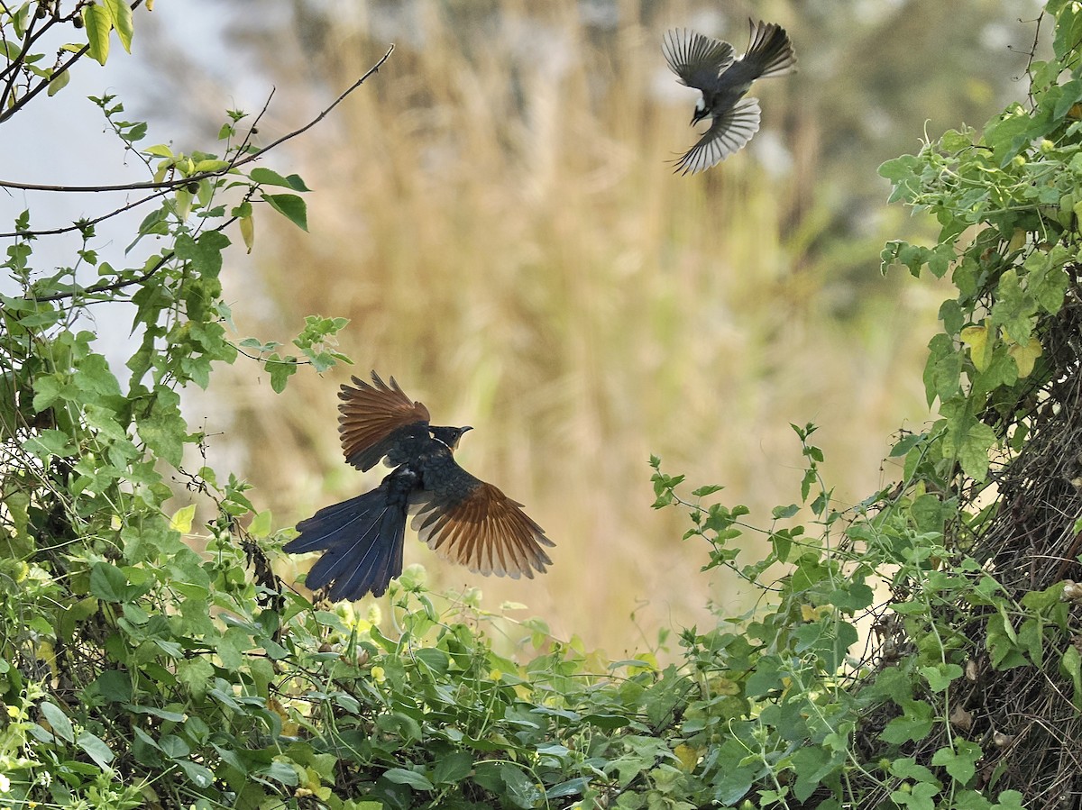 Chestnut-winged Cuckoo - ML617350793