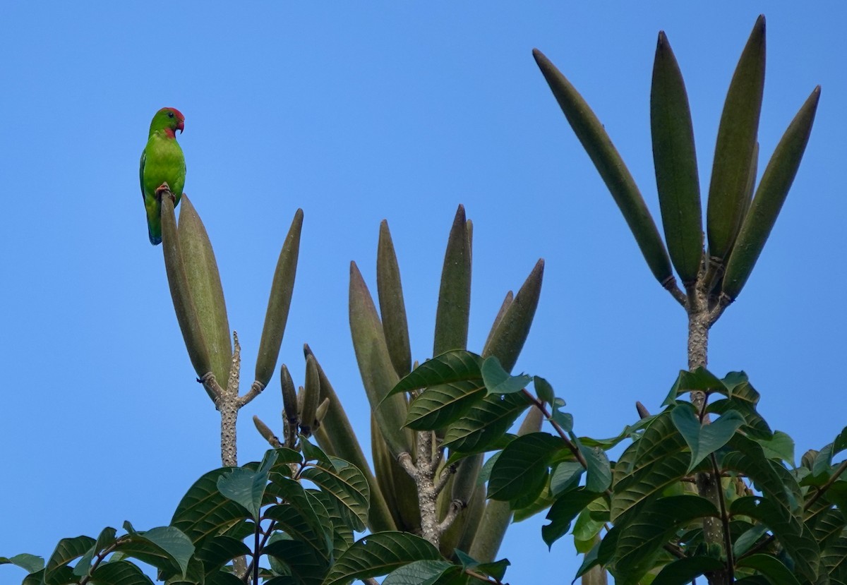 Philippine Hanging-Parrot - ML617350854