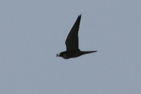 Eurasian Hobby - ML617350917