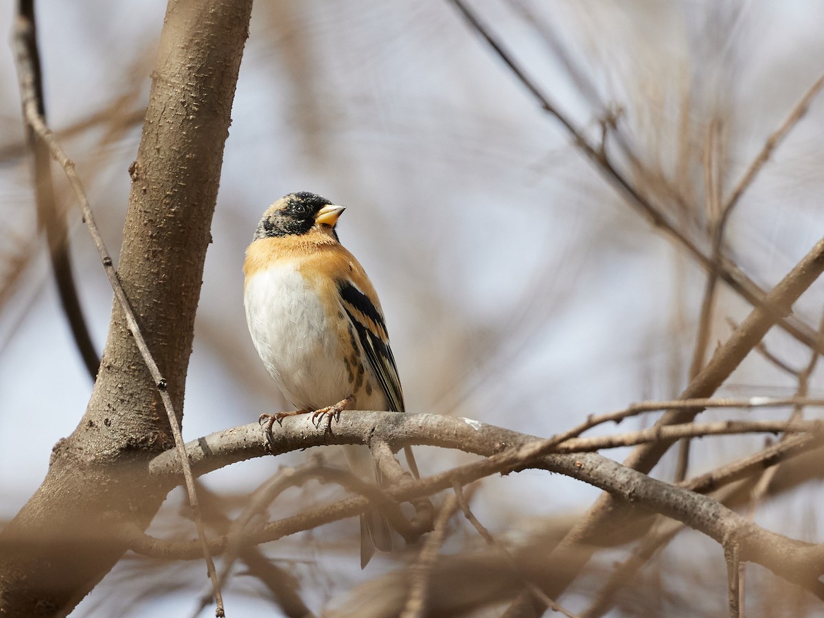 Brambling - ML617350919