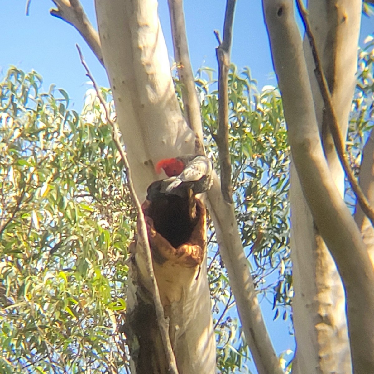 Gang-gang Cockatoo - ML617350945