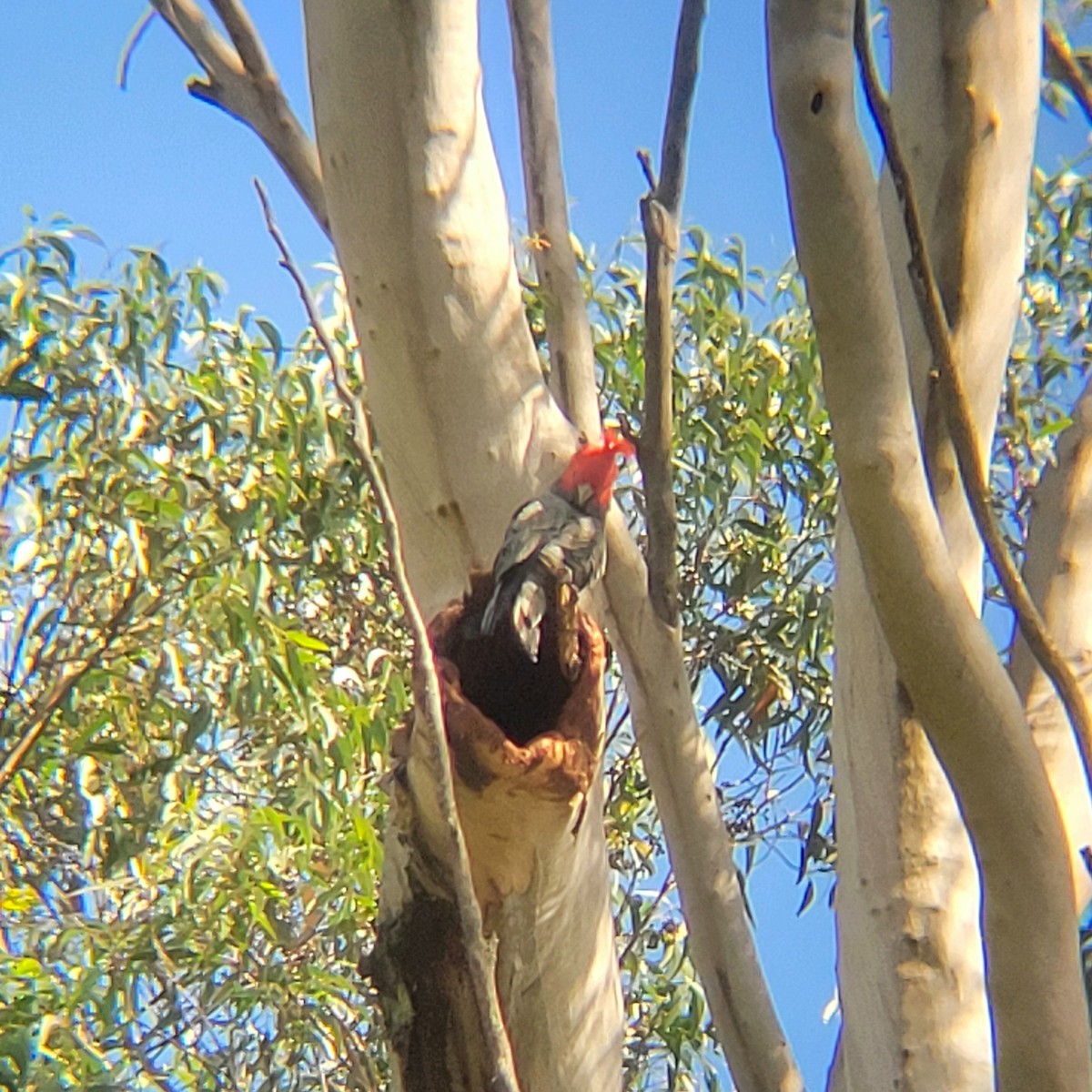 Gang-gang Cockatoo - ML617350948