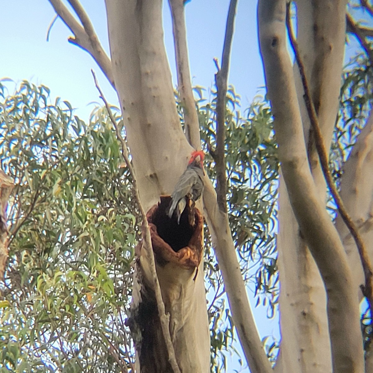 Gang-gang Cockatoo - ML617350949