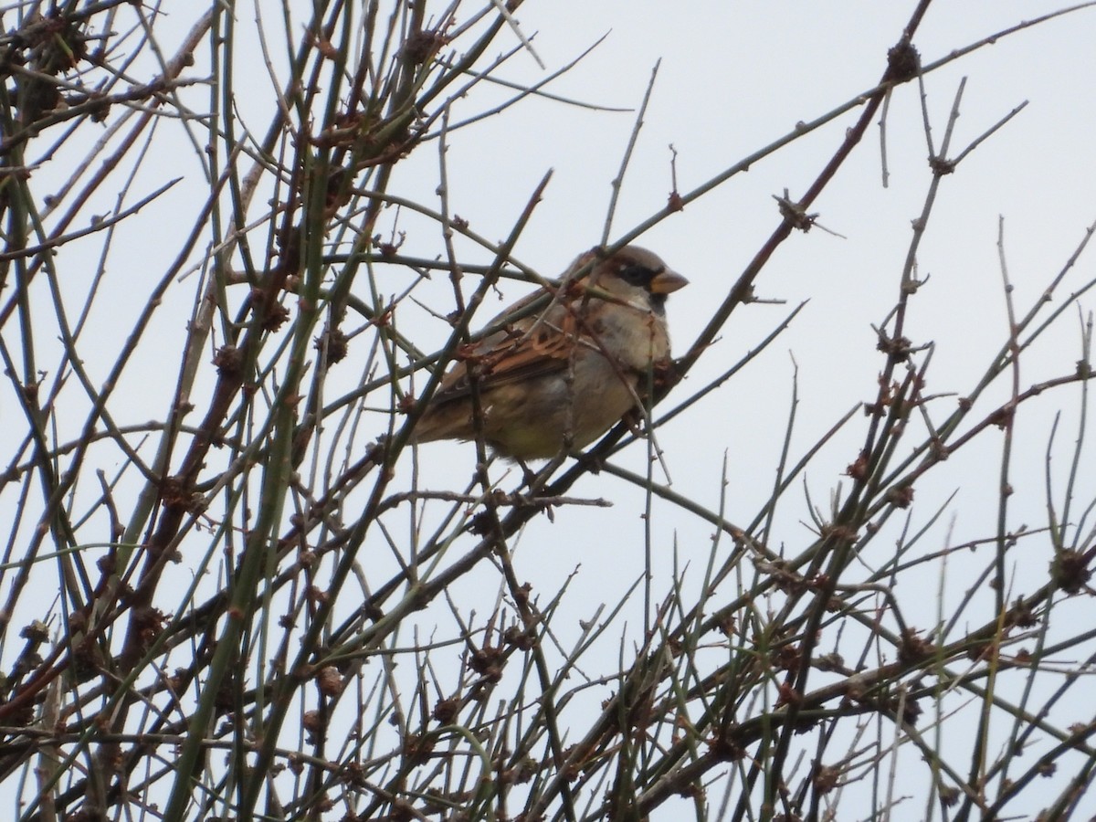 House Sparrow - ML617350950