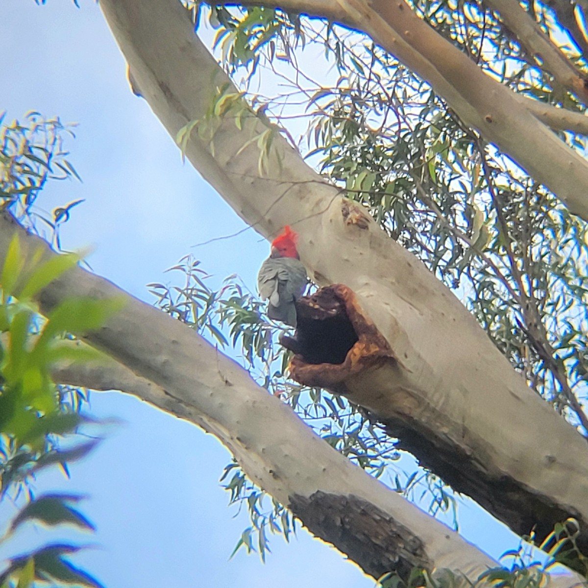 Gang-gang Cockatoo - ML617350951