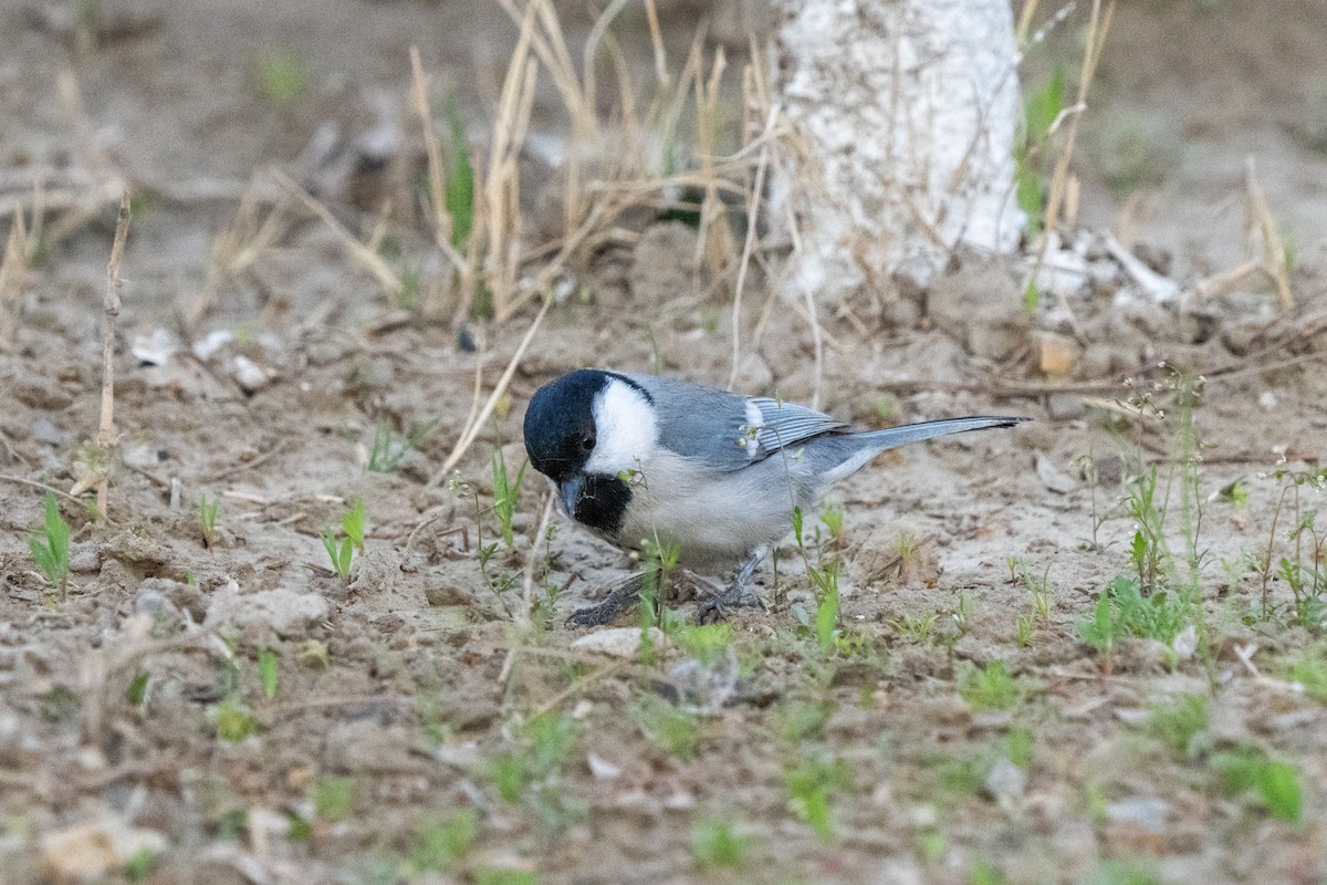 Great Tit (Turkestan) - ML617350969