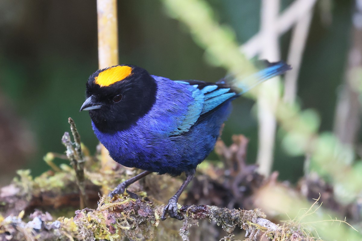 Golden-crowned Tanager - Fabrice Schmitt