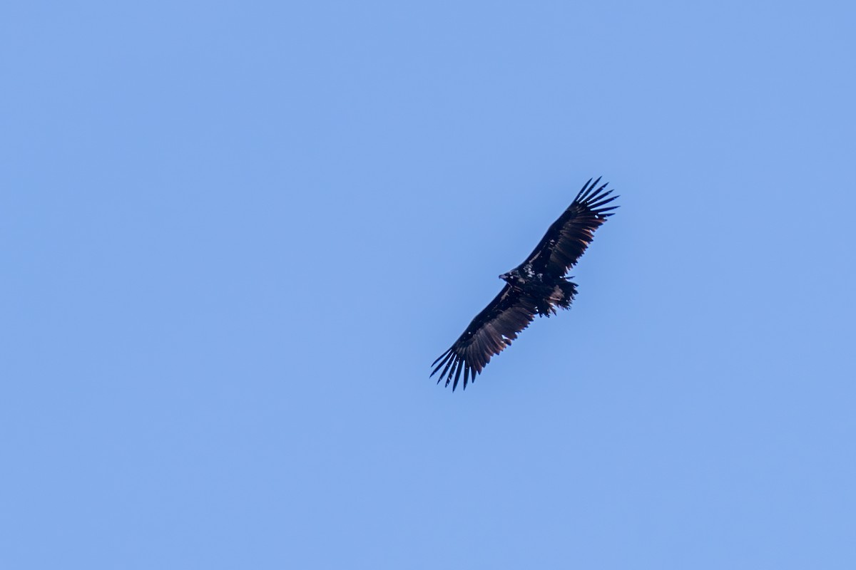 Cinereous Vulture - Jeff Kingma