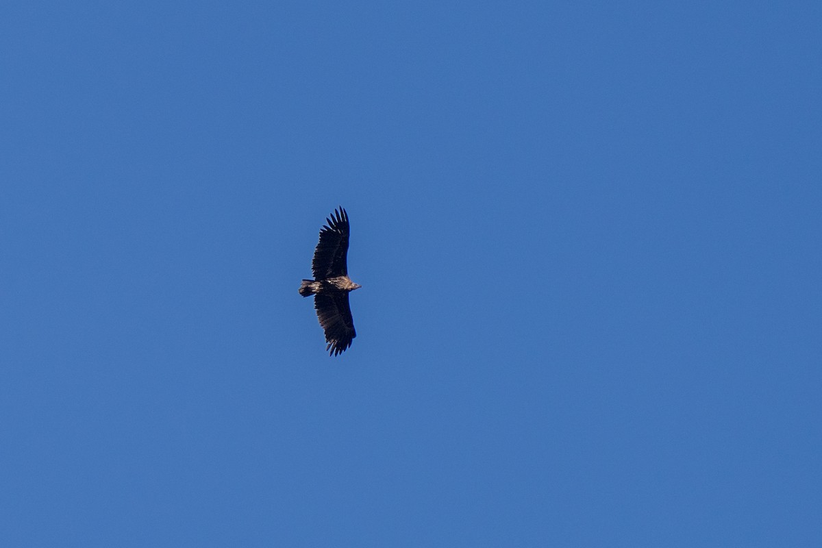 Cinereous Vulture - ML617351002