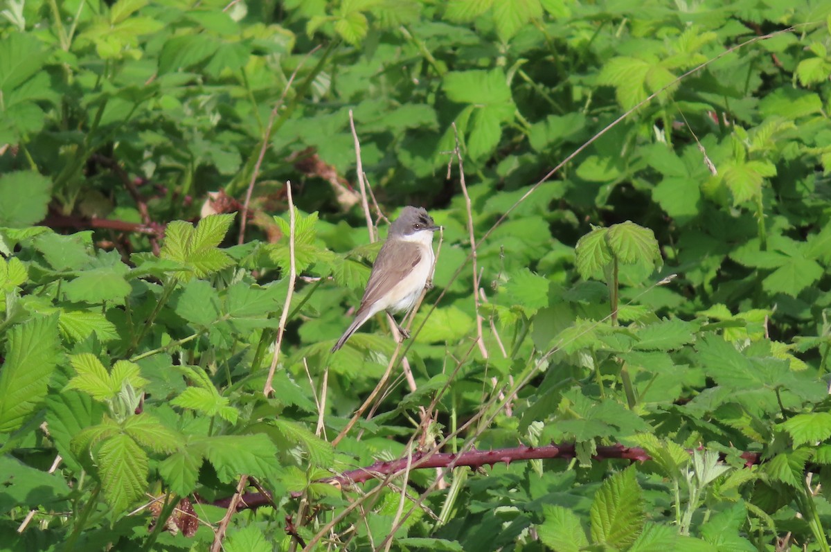 Lesser Whitethroat - ML617351010