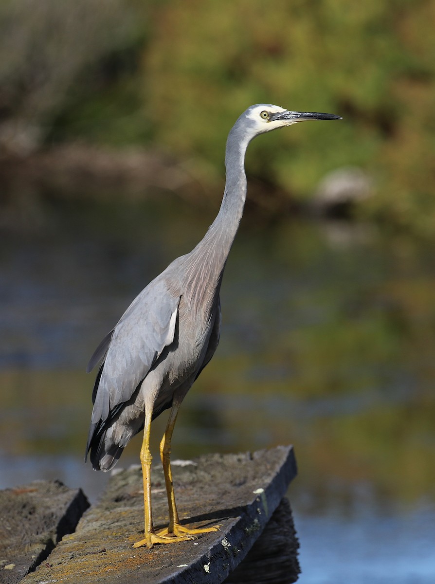 White-faced Heron - Mel Mitchell