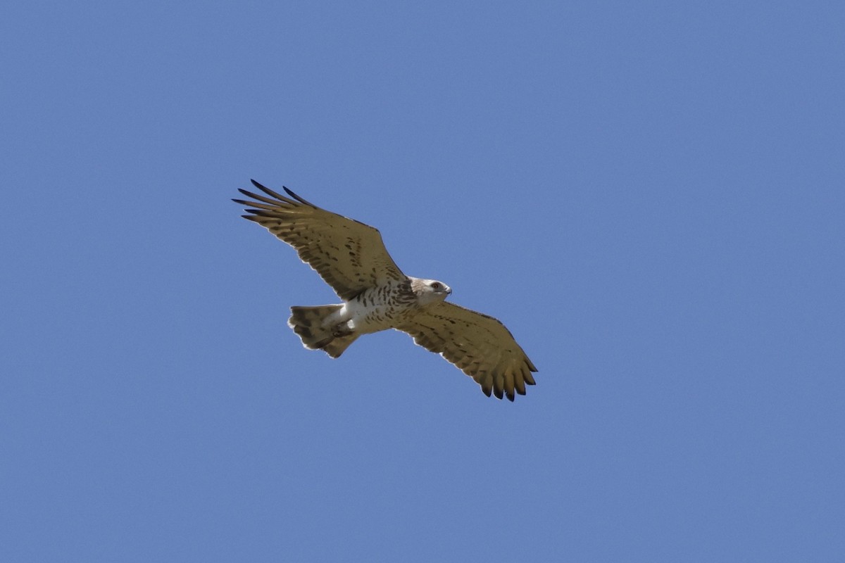 Short-toed Snake-Eagle - ML617351022