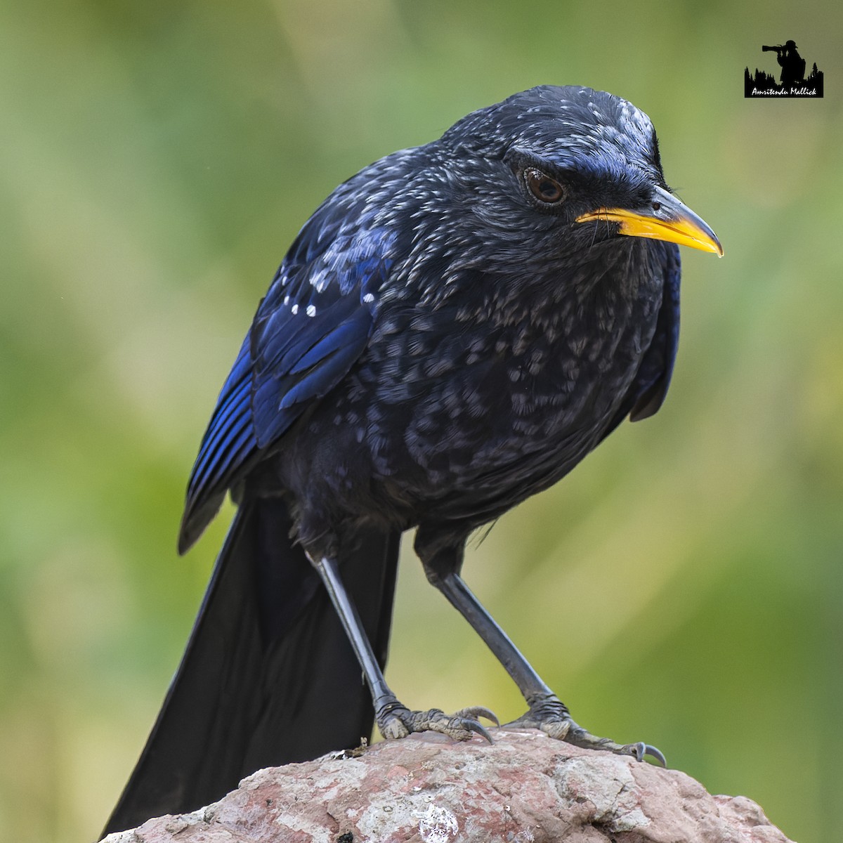 Blue Whistling-Thrush - Amritendu Mallick