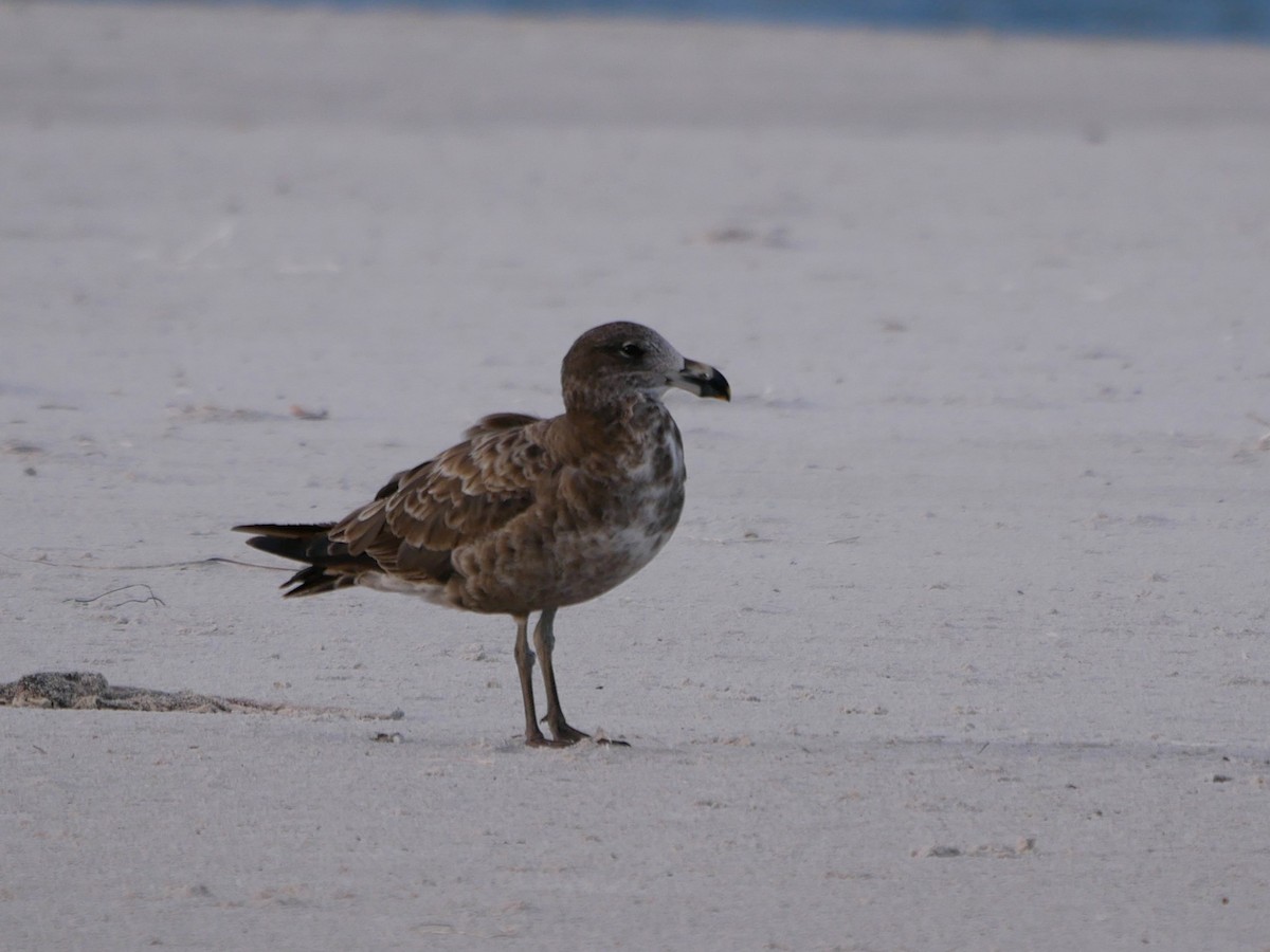 Pacific Gull - ML617351042