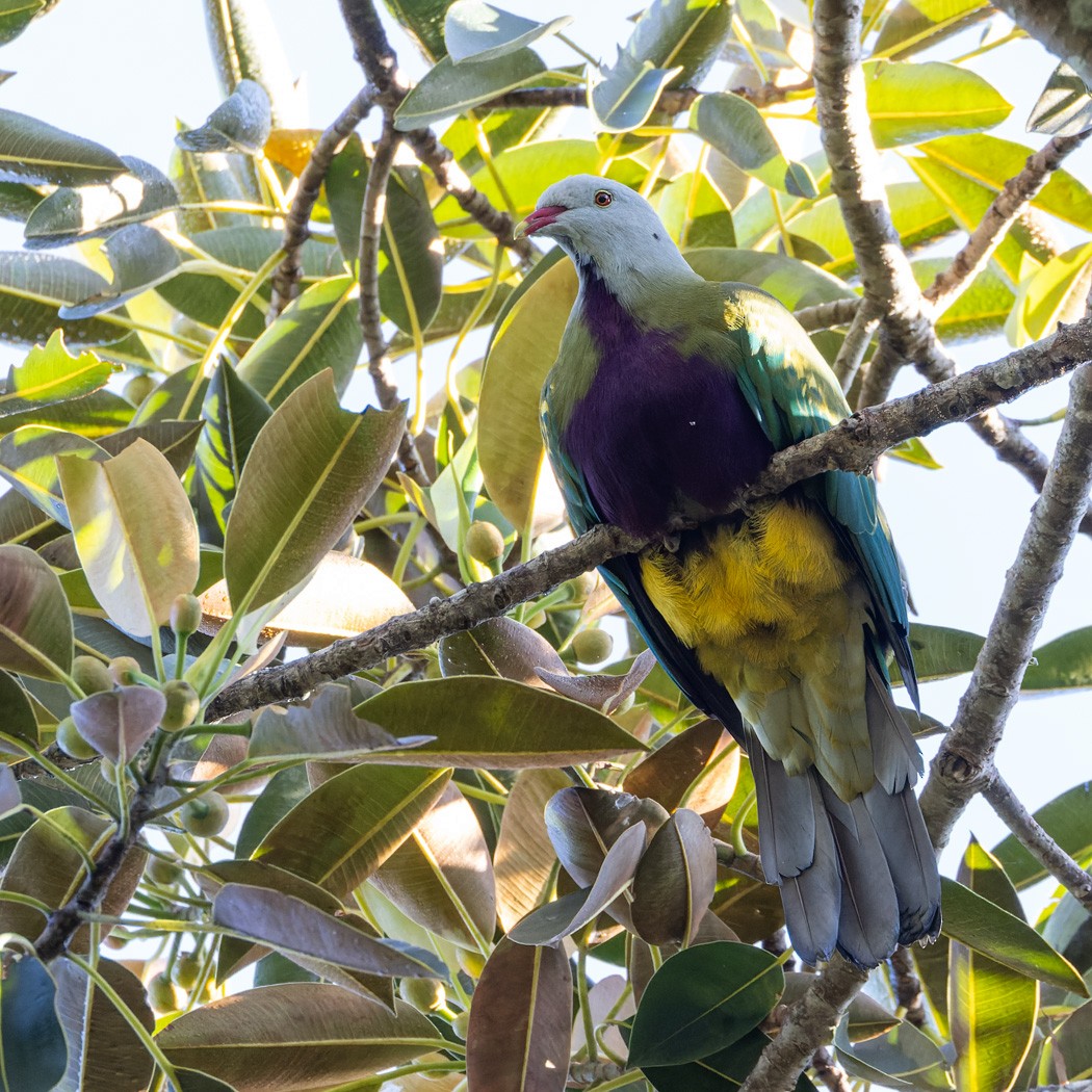 Wompoo Fruit-Dove - ML617351076