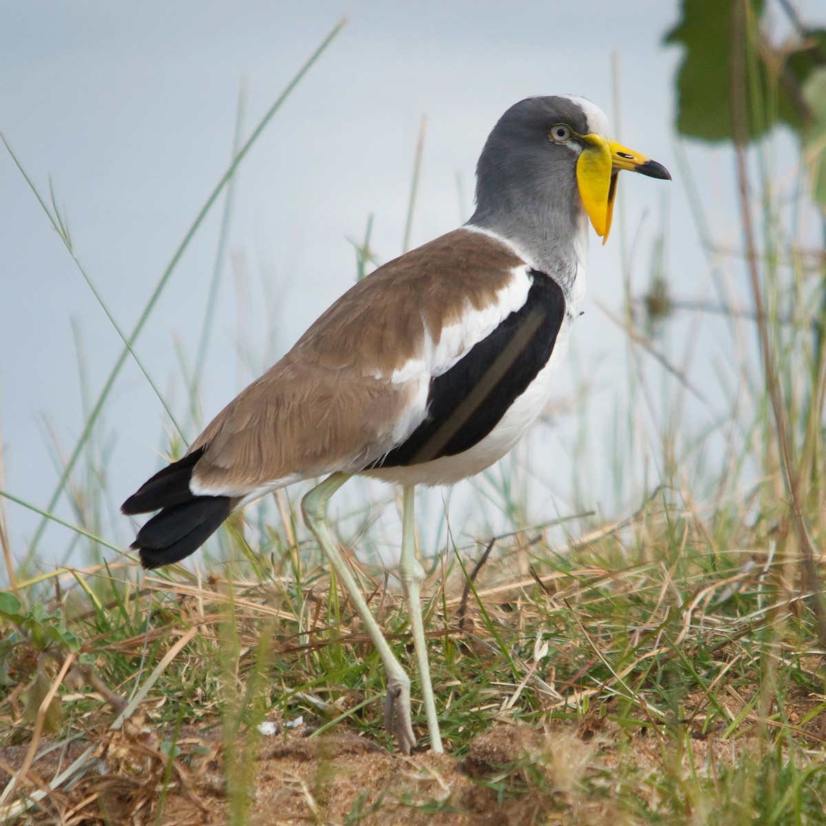 White-crowned Lapwing - ML617351134