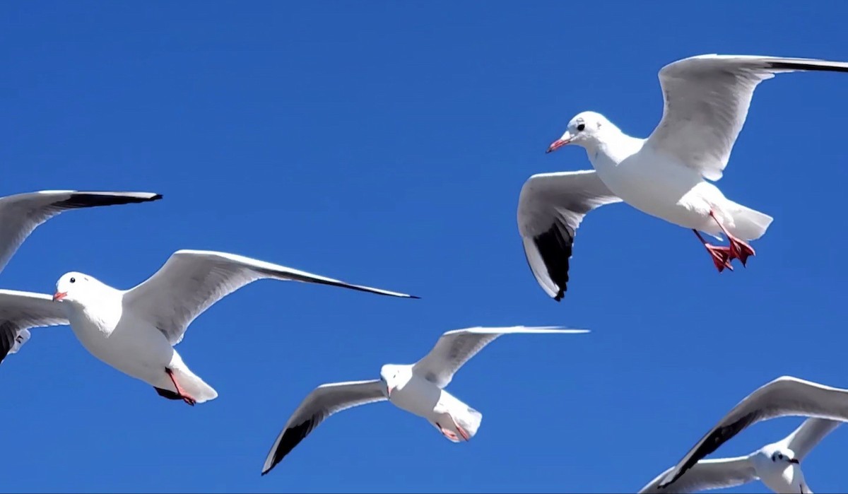 Mouette rieuse ou M. du Tibet - ML617351141