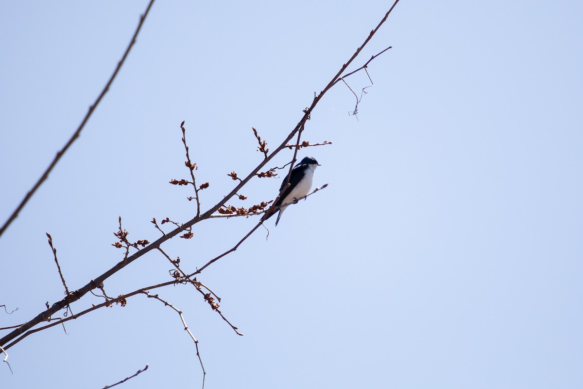Tree Swallow - ML617351145