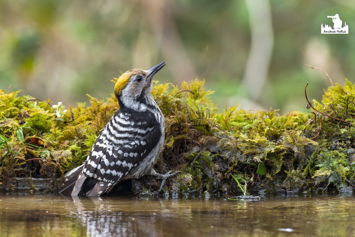 Brown-fronted Woodpecker - ML617351149