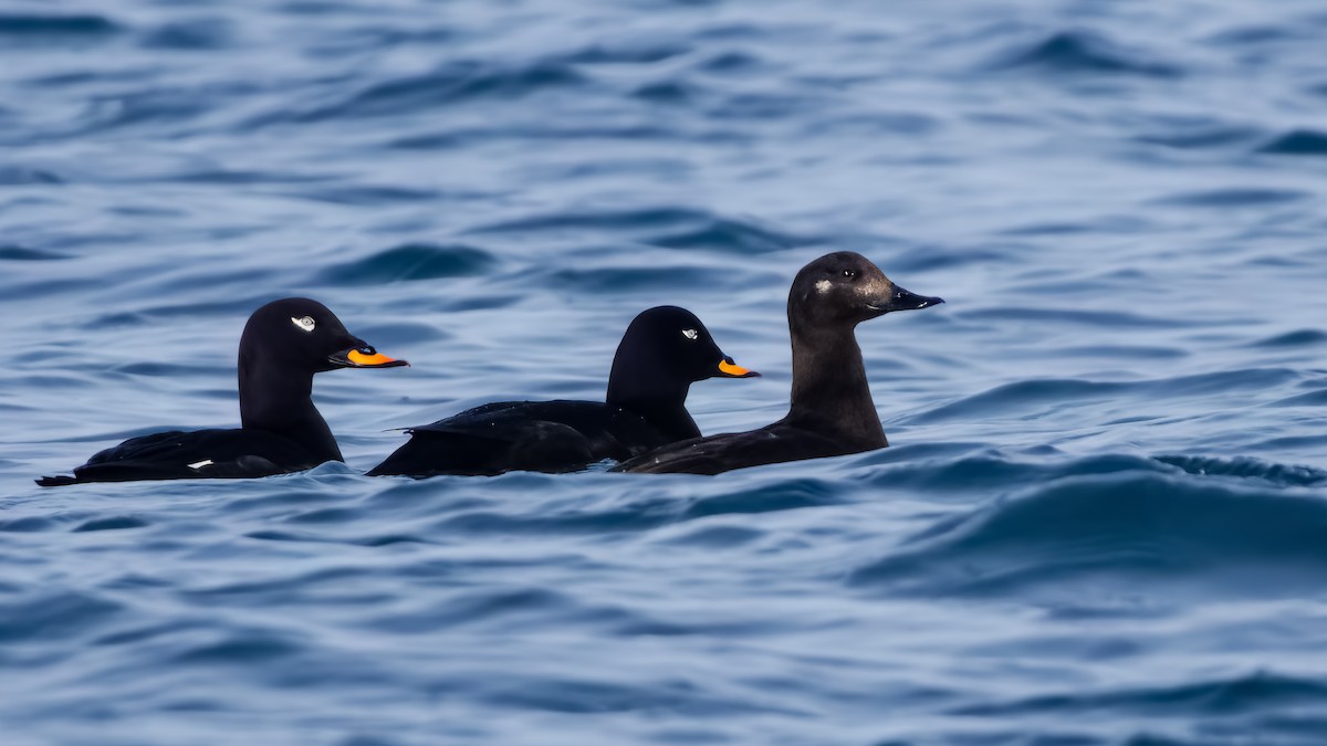 Velvet Scoter - Kubilay Yakup Kaplan