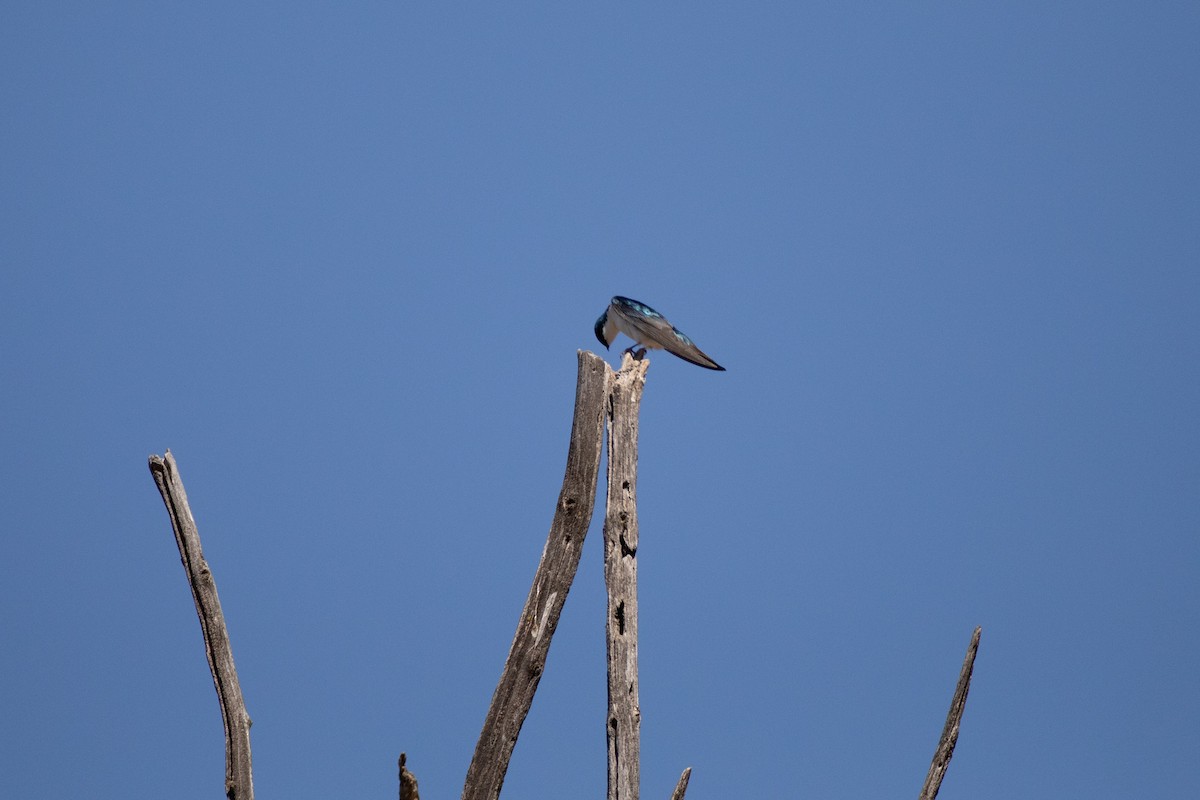 Tree Swallow - ML617351159