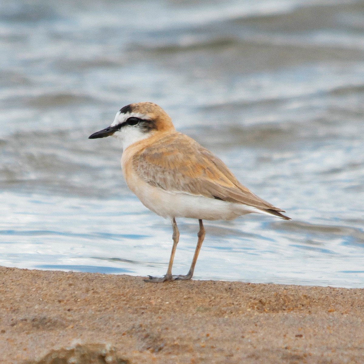 White-fronted Plover - ML617351160