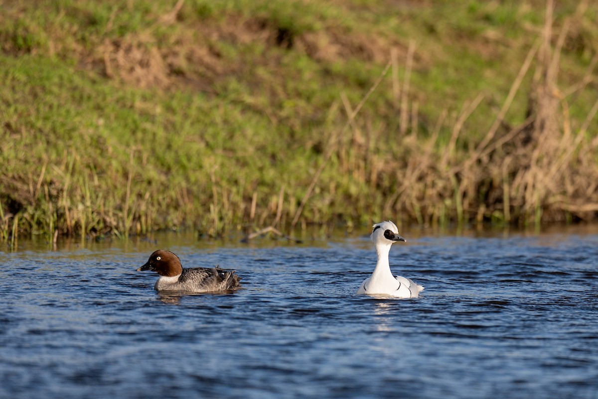 Smew - ML617351199