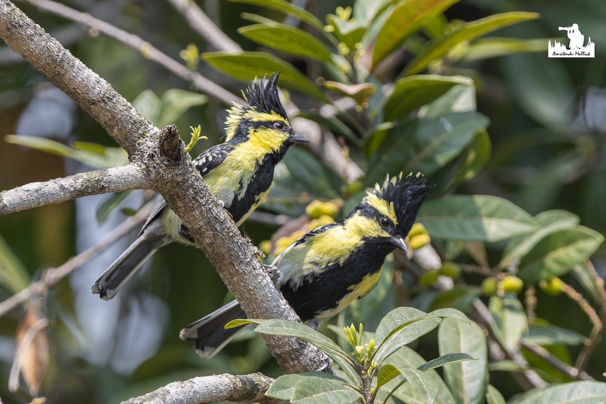 Himalayan Black-lored Tit - ML617351206