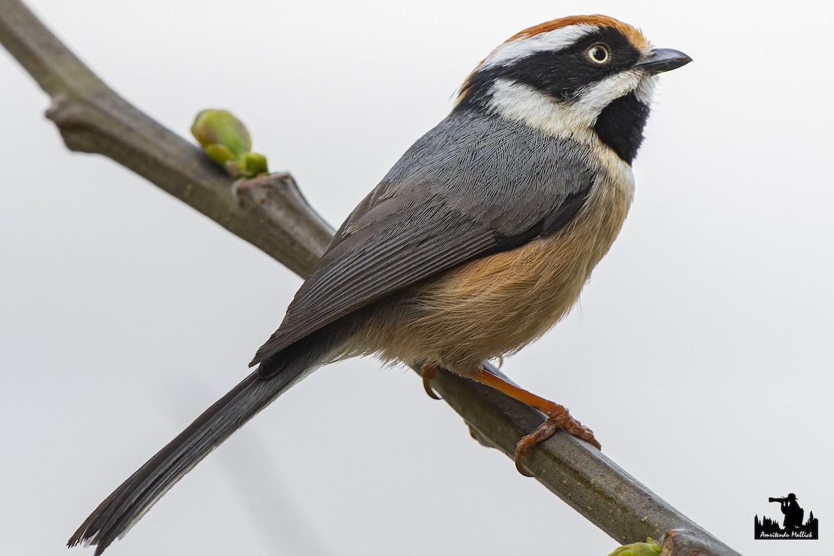 Black-throated Tit - ML617351231