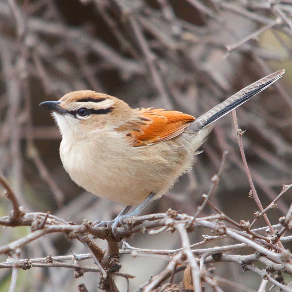 Brown-crowned Tchagra - ML617351278