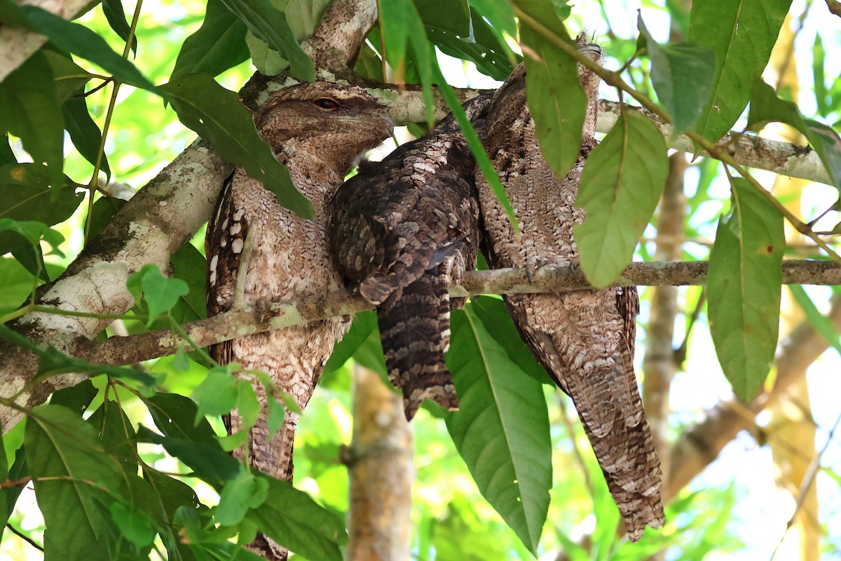 Papuan Frogmouth - Mark and Angela McCaffrey