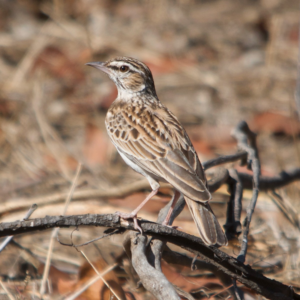 Sabota Lark - ML617351289