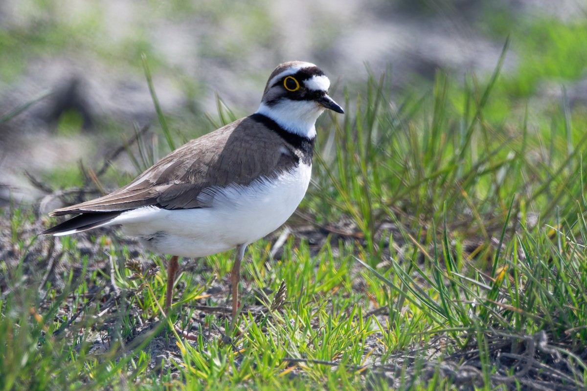 Little Ringed Plover - Andrew Jarwick