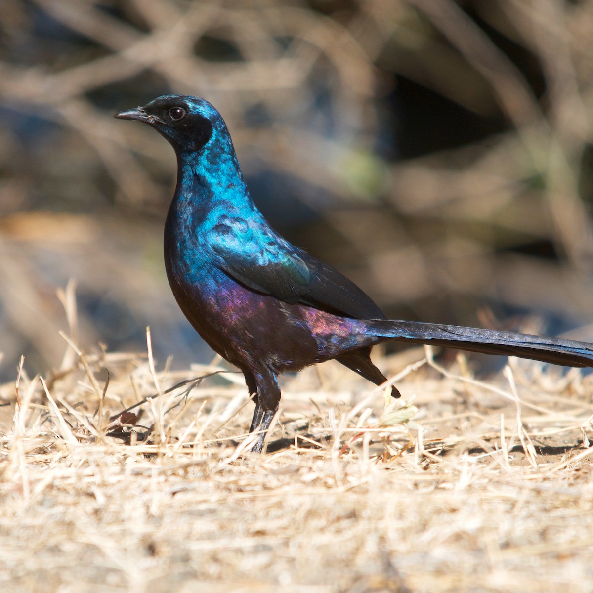 Meves's Starling - Duwan Botha