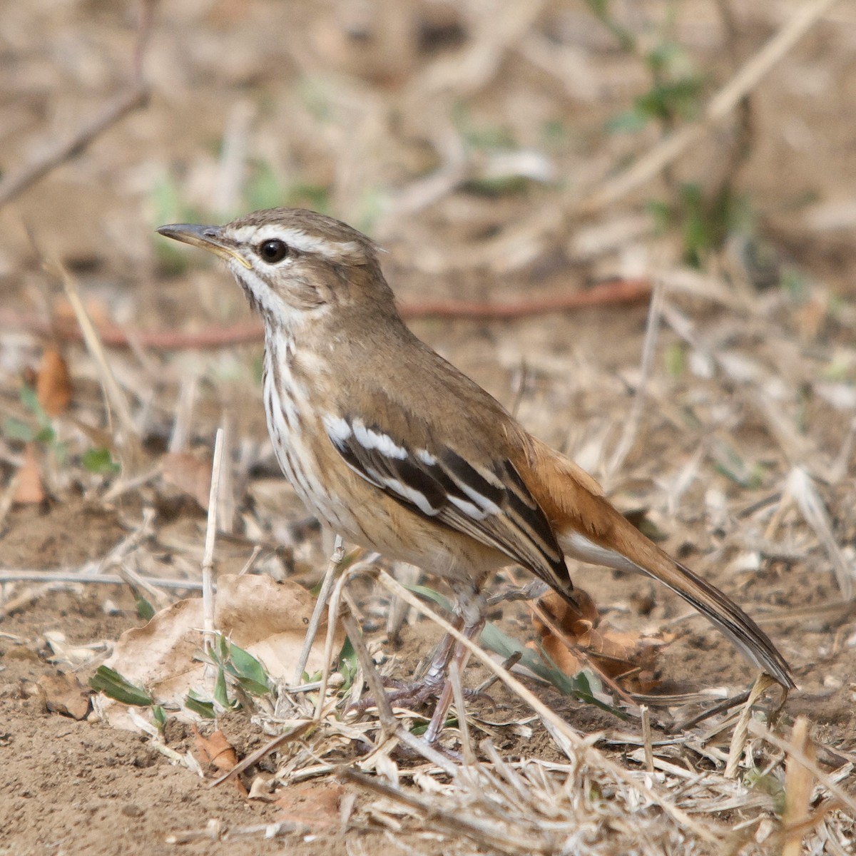 Red-backed Scrub-Robin - ML617351345