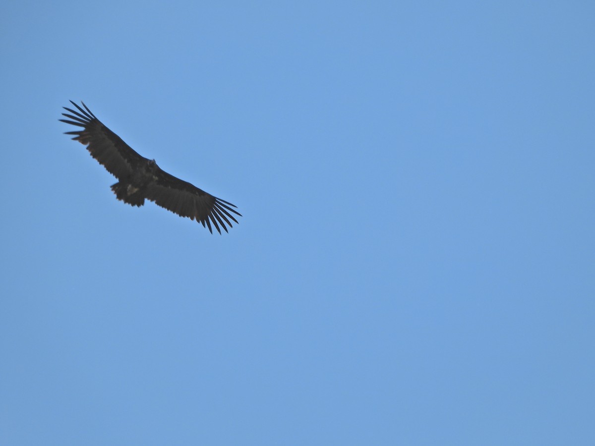 Cinereous Vulture - Francisco Molinero