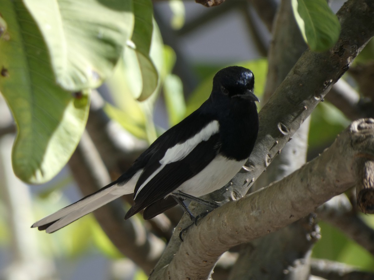 Oriental Magpie-Robin - ML617351357