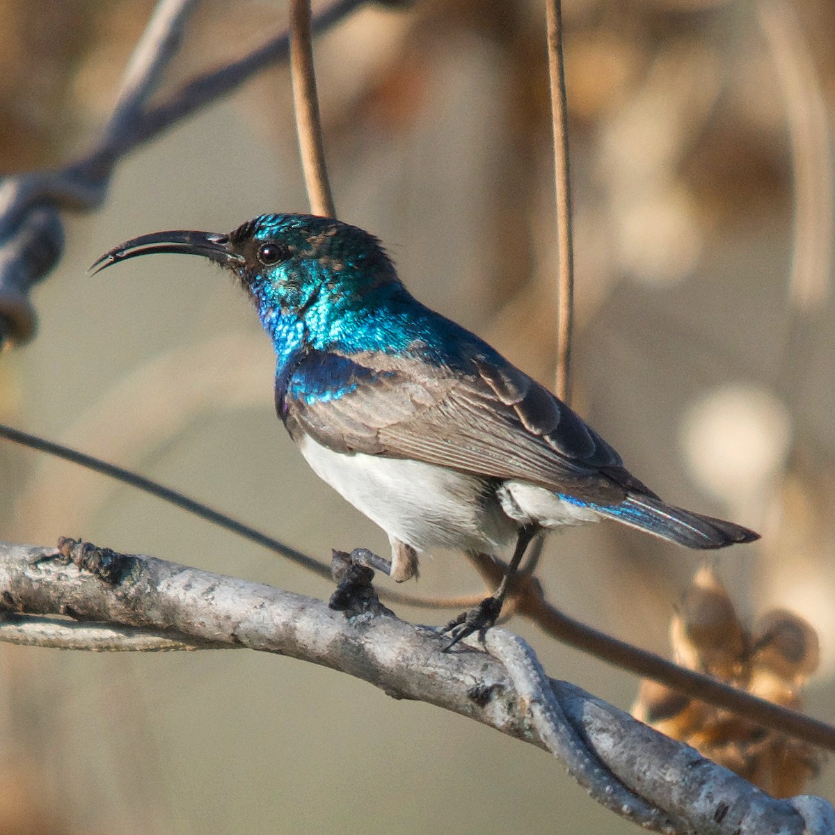 White-breasted Sunbird - ML617351366