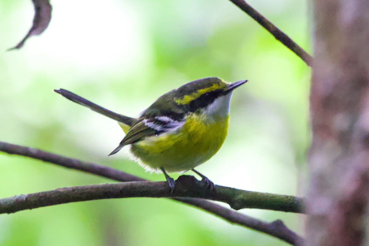 Yellow-breasted Boatbill - ML617351406