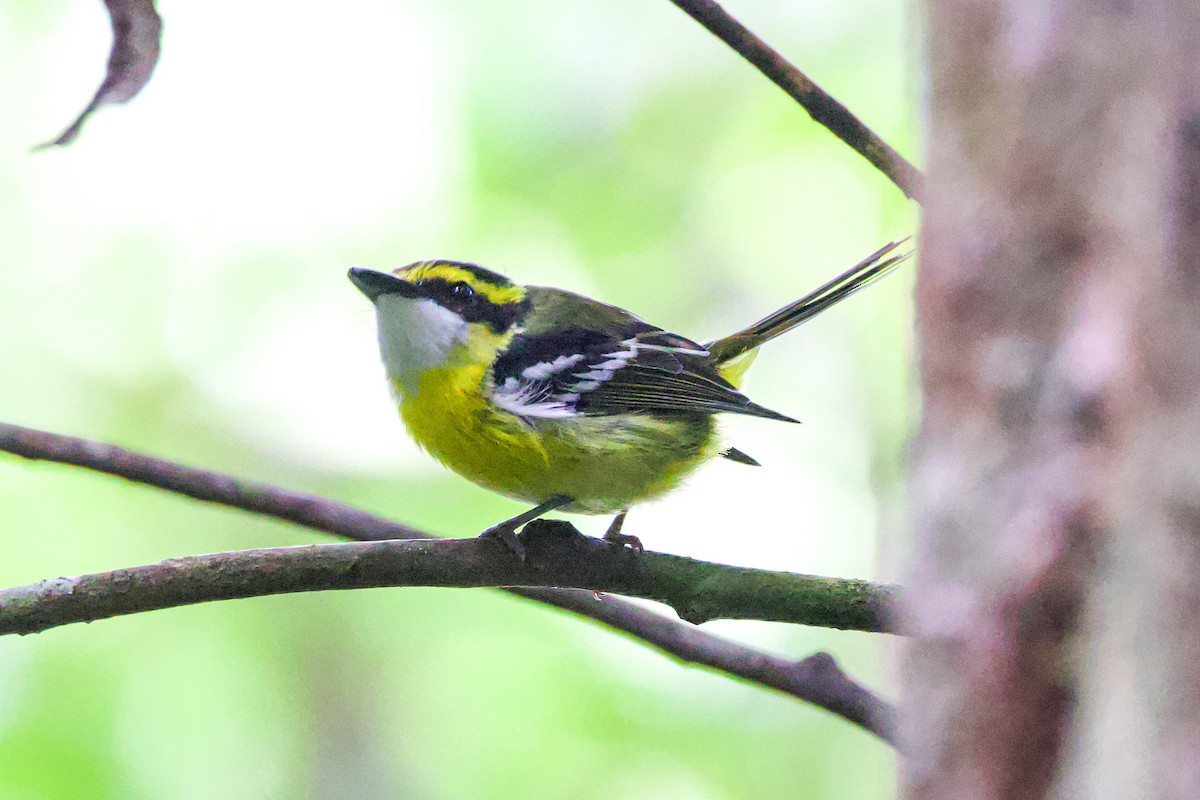 Yellow-breasted Boatbill - ML617351407