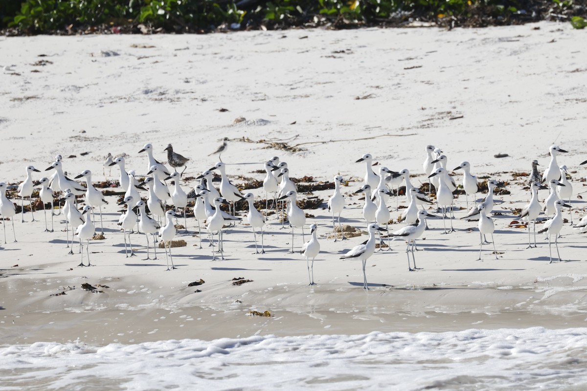 Crab-Plover - ML617351426