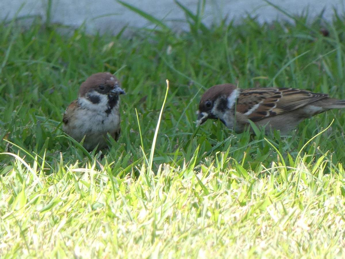 Eurasian Tree Sparrow - Ulises Garzas Martinez