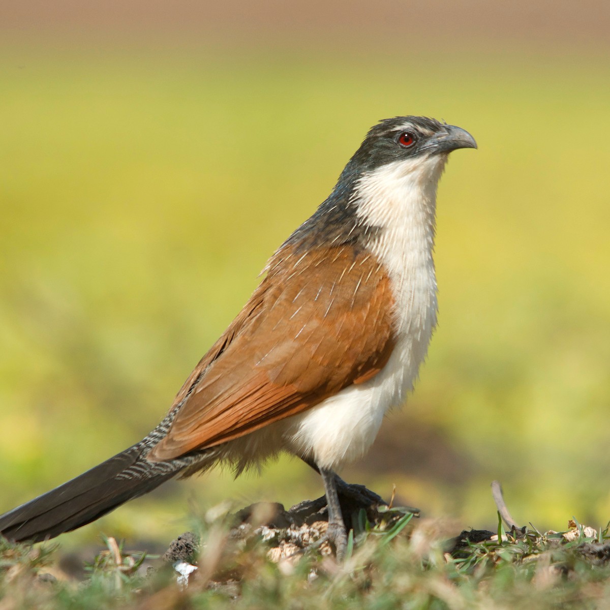 White-browed Coucal - Duwan Botha