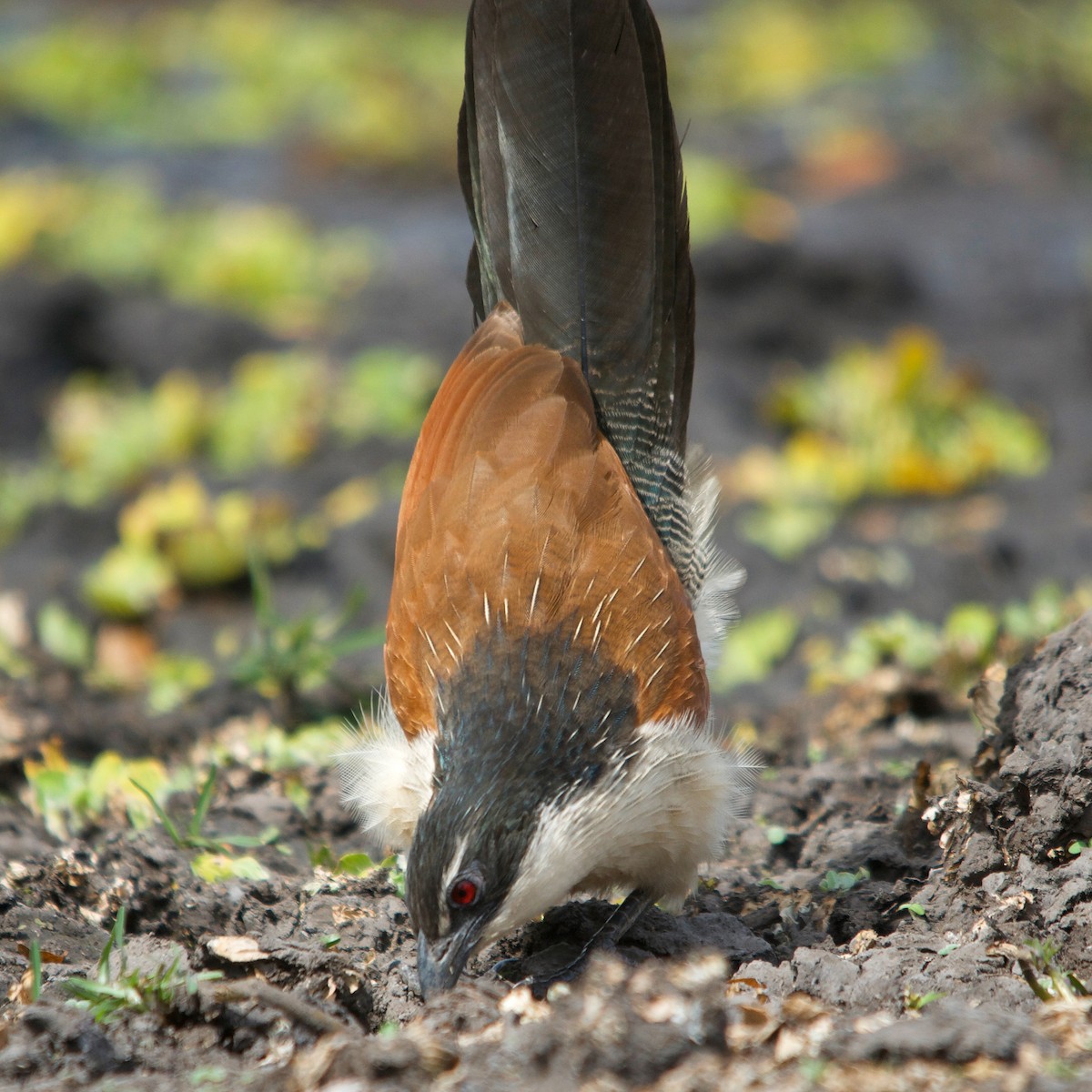 White-browed Coucal - Duwan Botha