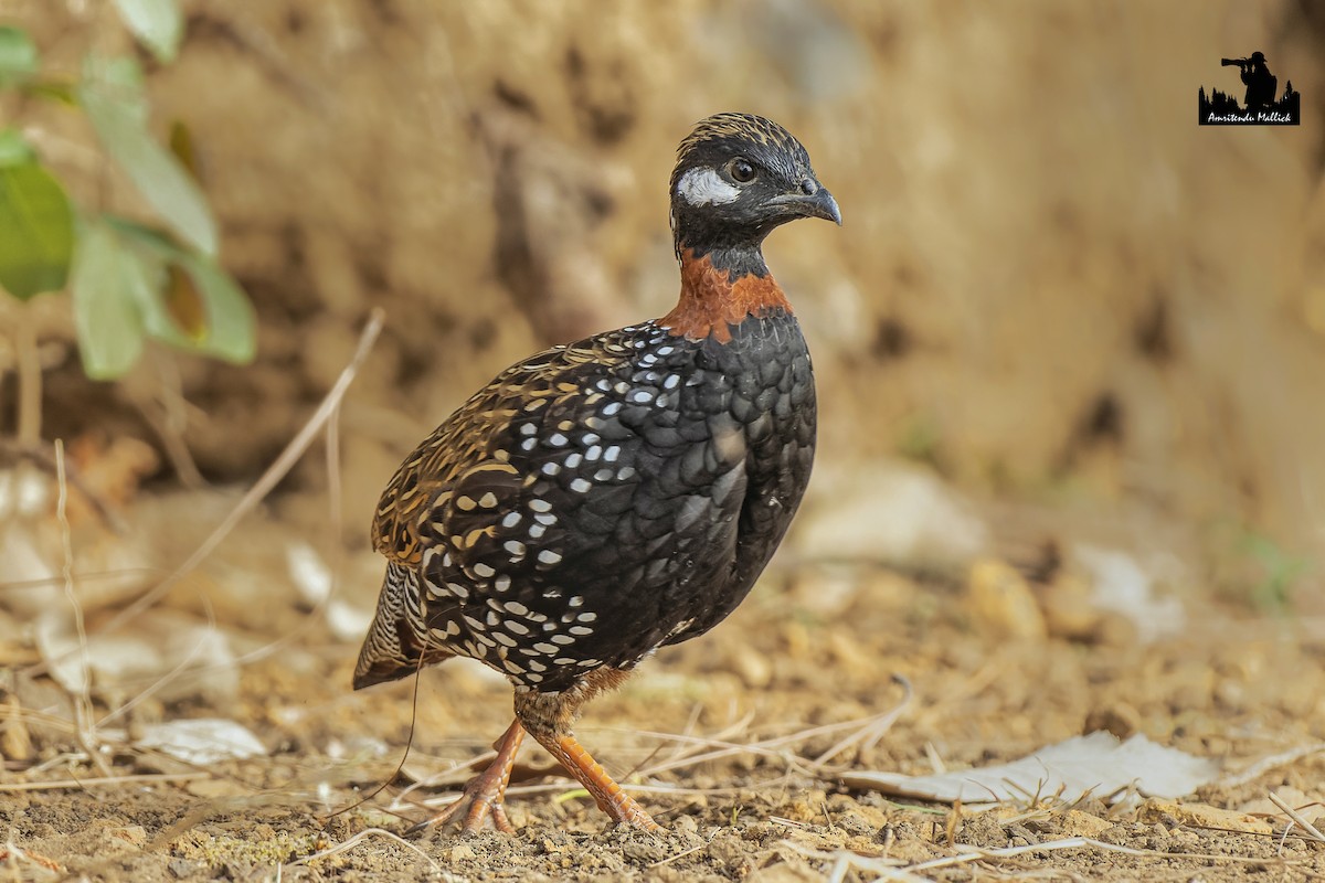 Black Francolin - ML617351457